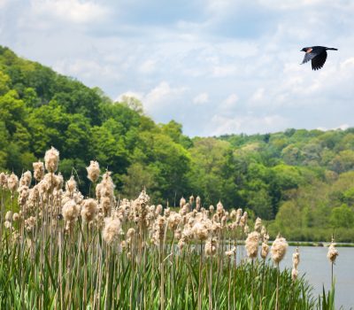 Red Winged Black Bird Flying Over Lake